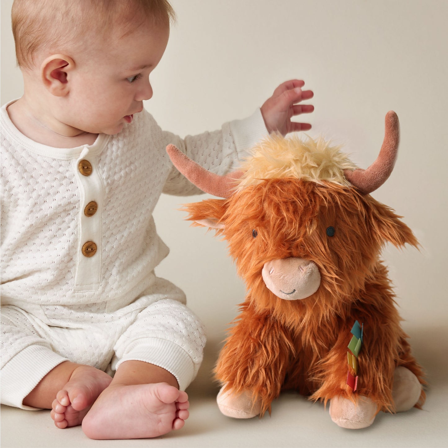 Wyatt the Highland Cow