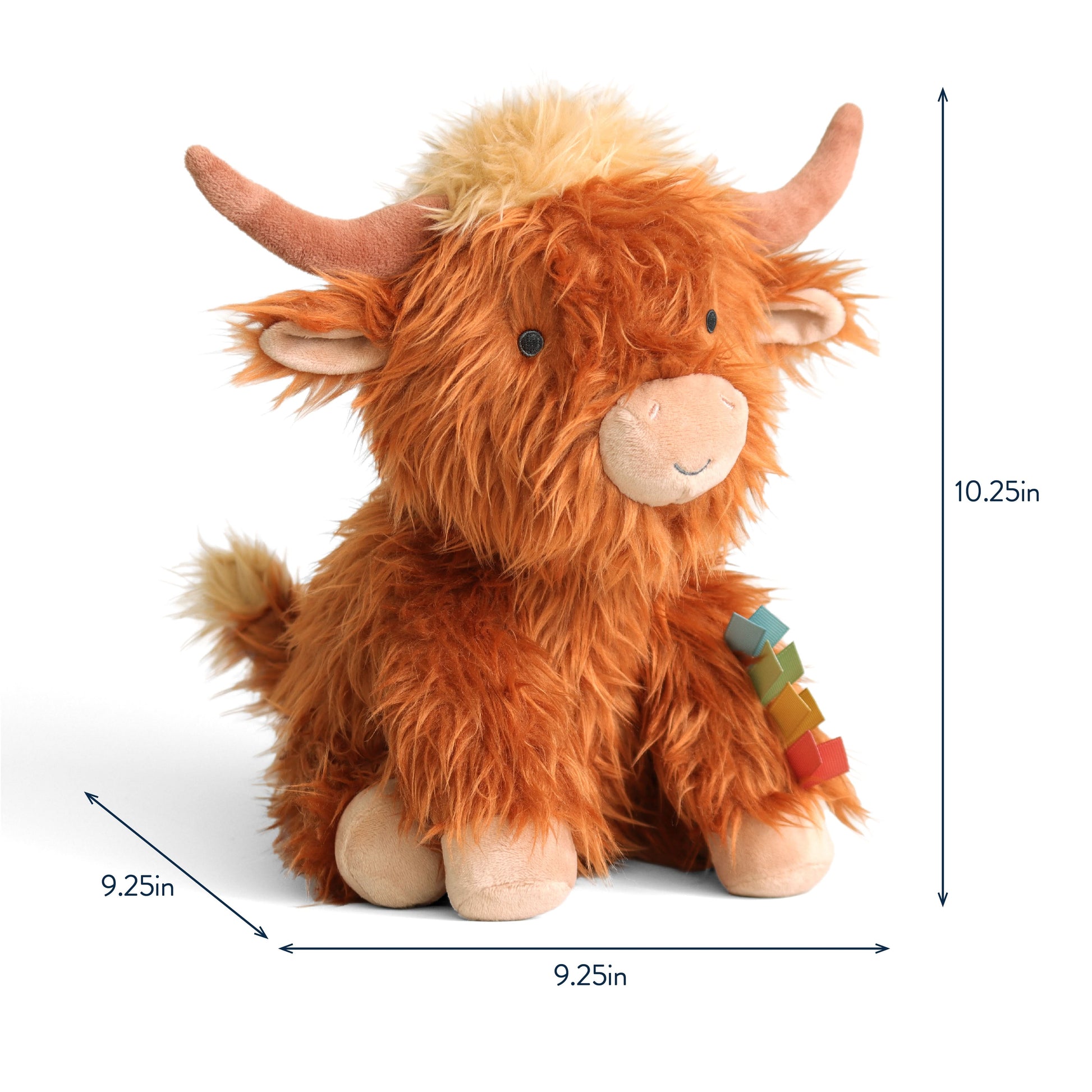 Wyatt the Highland Cow
